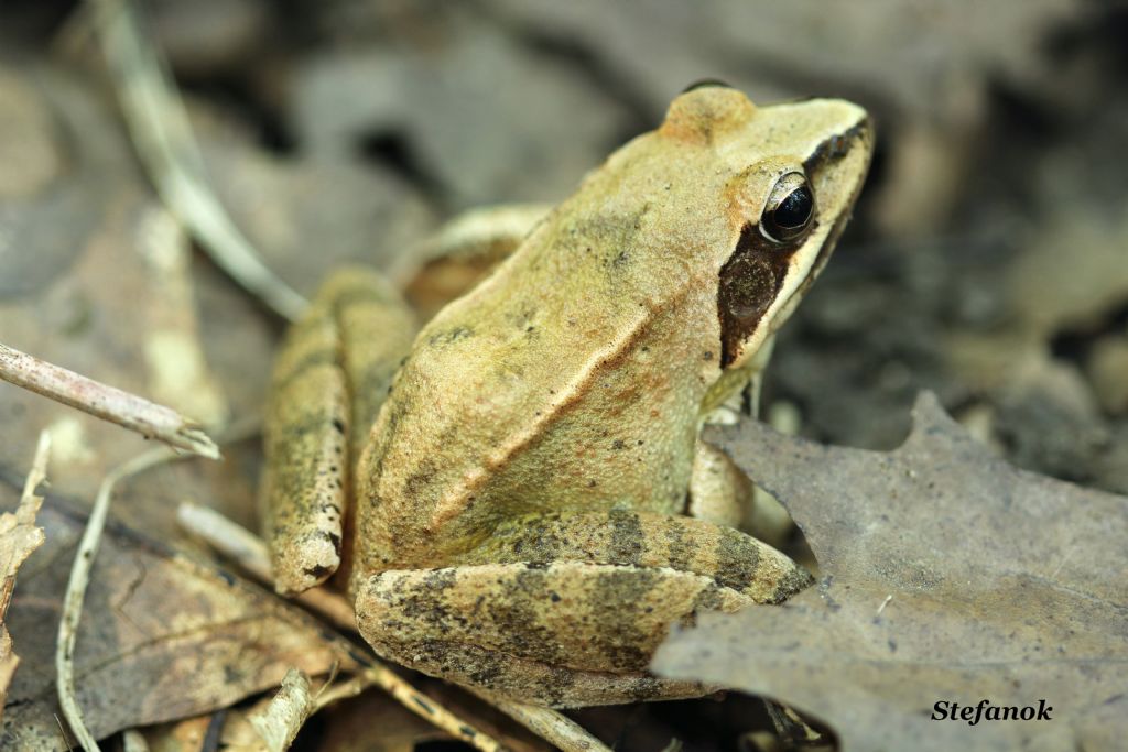 Identificazione Rana - Rana dalmatina